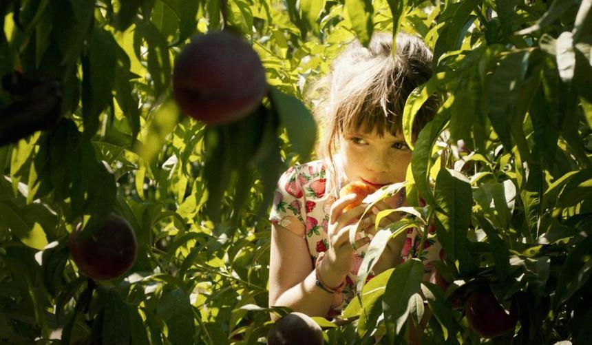 Кадр из фильма «Земля Алькаррас», 2022