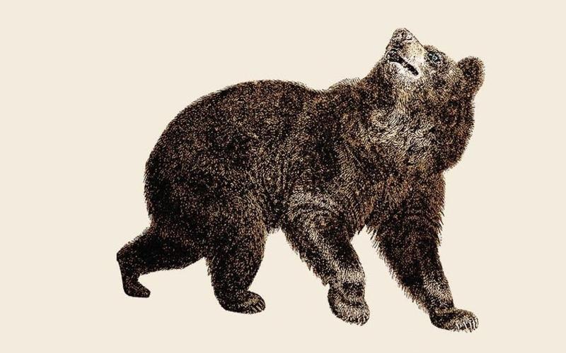 Disney+ экранизирует роман шведского писателя Микаэля Ниеми «Сварить медведя»