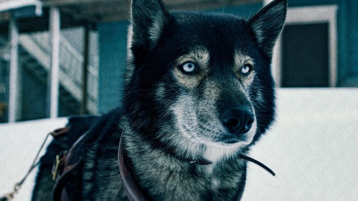 ОгласКА: Рецензия Киноакадемии на фильм "Того"